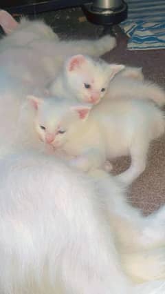 White furr persian cat