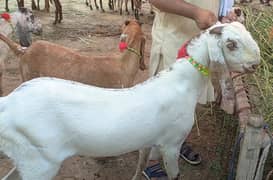 Betal / Goat / Bakri / goat for sale
