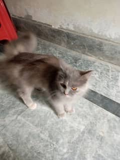 pershian cat grey