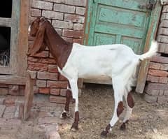 2 dant  bakri for sale 03052593845