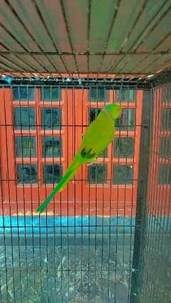 Green parrot male