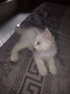 2 Months Double Coated Persian Kitten For Sale