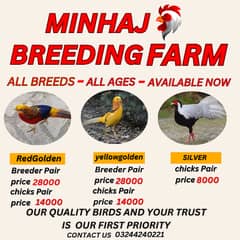 Fancy birds | red birds | yellow birds| breeder |chicks pair for sale