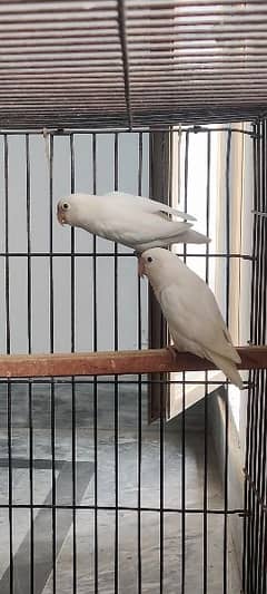 Albino Split Ino breeder pair with history