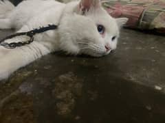 Breader Male Cat | 1year Old | Persian | urgent sale