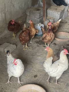 13 Hens For Sale (Laying eggs)