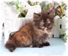Persian kitten triple coated