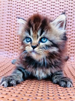 PERSIAN KITTEN TRIPLE COAT