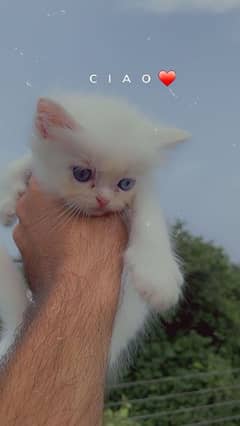 persian triple coated kitten available