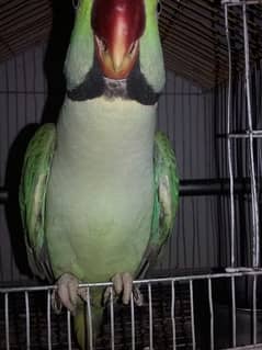 raw parrot