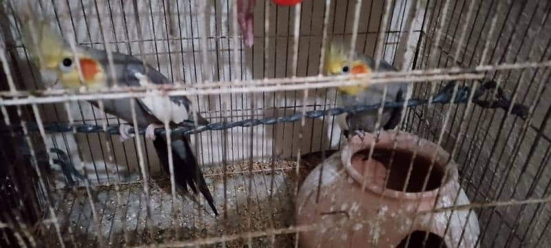 Cocktail Birds male and female breeding pair available 0