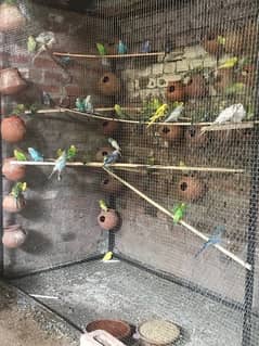 Australian parrot king size ha breeder pair hain 5  6 egg avrge ha