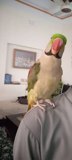 Very Beautiful Parrot, Raw, Speaking Parrot, Good for Breeding