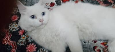 Ragdoll White Russian cat Vaccin karwaye huwe