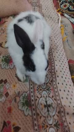 white and black rabbit