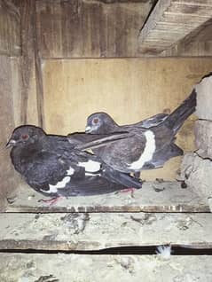 kala kitla pigeons pair urgent for sale