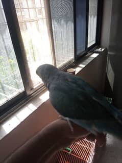 6 Months Old Blue Ringneck - Hand tamed