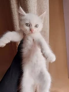 Persian white female kitten available for sale