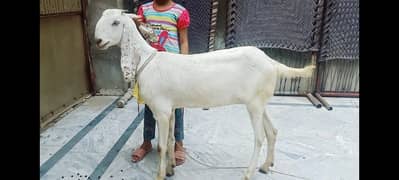 Desi Bakriya For sale | Goat For sale | ghaban Bakri
