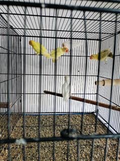 love birds creminino pestileno albino red eye
healthy and active birds