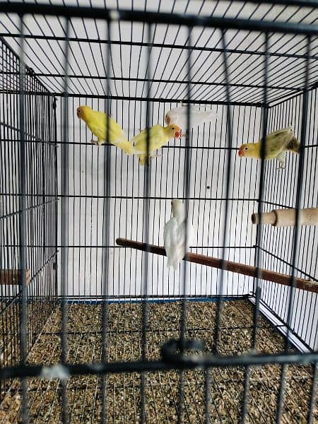 love birds creminino pestileno albino red eye healthy and active birds 0