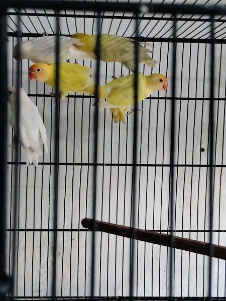 love birds creminino pestileno albino red eye healthy and active birds 1