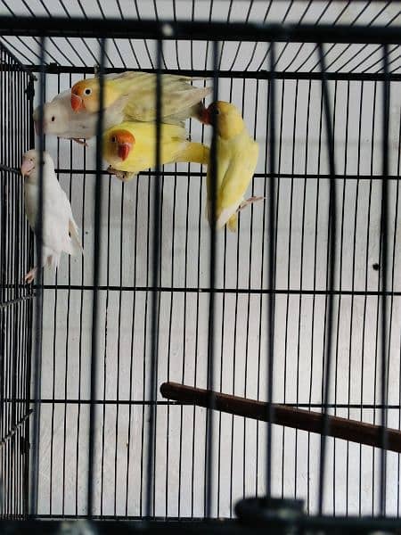 love birds creminino pestileno albino red eye healthy and active birds 2