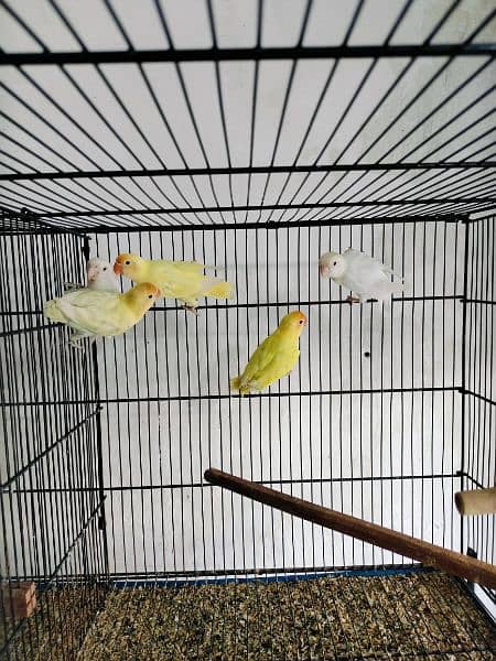 love birds creminino pestileno albino red eye healthy and active birds 3