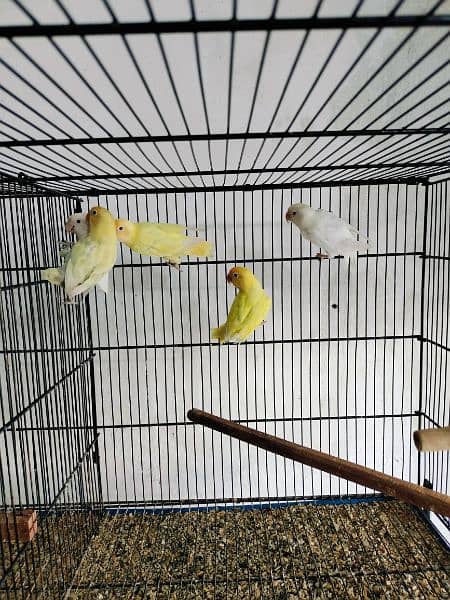 love birds creminino pestileno albino red eye healthy and active birds 4