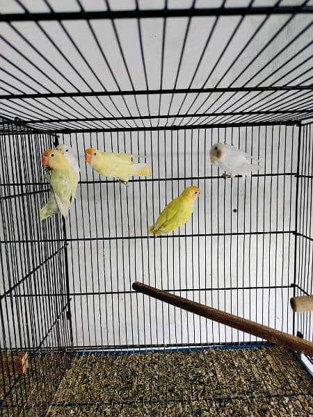 love birds creminino pestileno albino red eye healthy and active birds 5