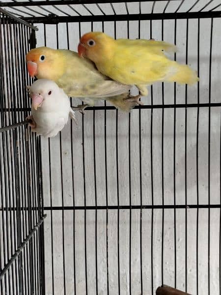 love birds creminino pestileno albino red eye healthy and active birds 7