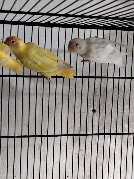 love birds creminino pestileno albino red eye healthy and active birds 8