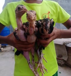 heera aseel chicks & Shamo chicks for sale