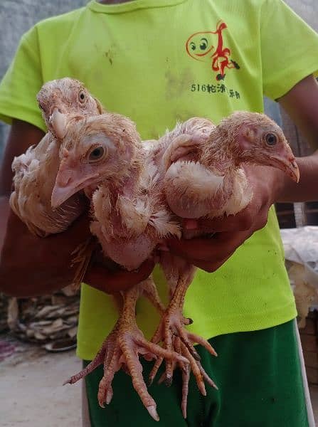 heera aseel chicks & Shamo chicks for sale 1