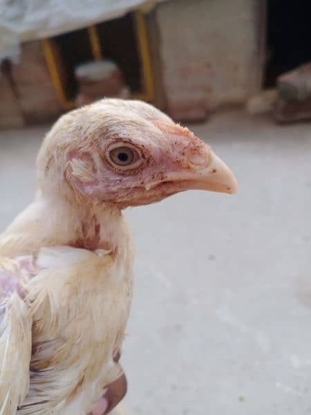 heera aseel chicks & Shamo chicks for sale 2