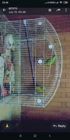 beautiful parrots for sale without cage