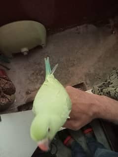 ring wrong parrot