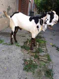 Male Goat 1 year for sale