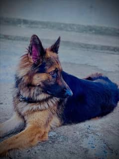 German shepherd Long cote bredder dogFor sale 185000