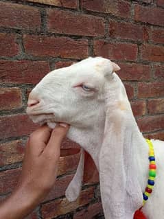 rajanpuri gulabi Bakra for sale