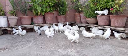 Home Breed Laka Kabootar/ pigeons
