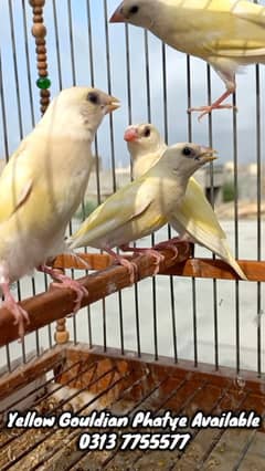 Lutino Gouldian Finch Phatye Available