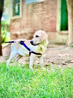 Labrador Pedigree Pupp