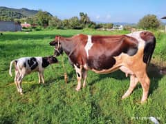 Friesian cow 20+ Liter 23 July birth