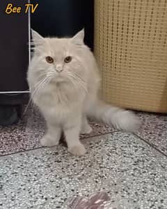 Triple coated Persian cat