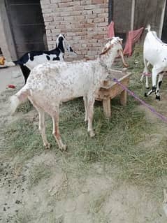 goats pair available, 2 bakrian 1 bakra