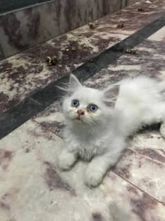 Persian Kittens | Tripple Coated