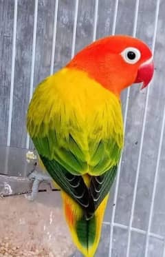 green euwing opaline love bird. hand tem