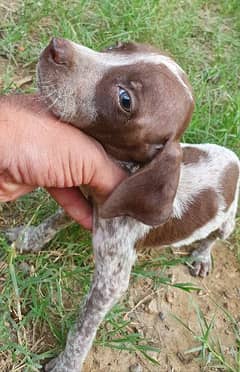 pointer dog puppy 1mnth age whatsapp num 03421446552