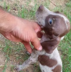 pointer dog puppy whatsapp 03421446552